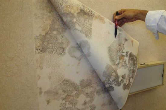 Как убрать плесень со стен, не повредив обои: 3 домашних средства, которых боится грибок | Новости